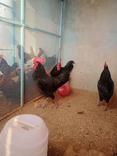 Australop Hen Male