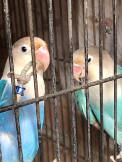 Healthy Breeder Blue Ficheri pair love birds