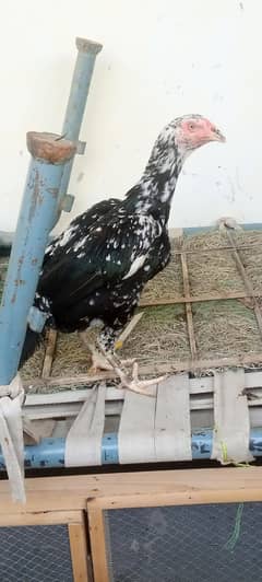 High Quality beautiful  Aseel hen for sale