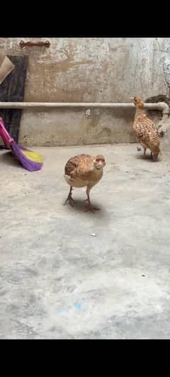irani laga wa pair