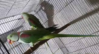 Kashmiri Raw Jumbo size Parrot Pair