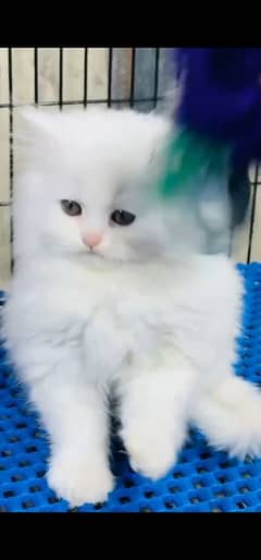blue eyes white Persian kitten|Triple long coat |WhatsApp. 03250387943