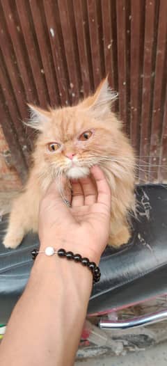 Persian cat for sale
