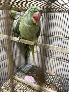 Big Size Raw Alexandrine Parrot Pair | Active and Healthy For Sale