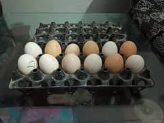 Fresh Fertile Eggs Available