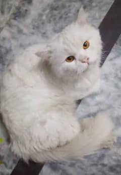 Persian male cat litter tran urgent sale