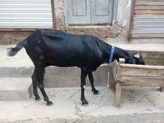 Healthy Bakri For Sale - Ready For Qurbani