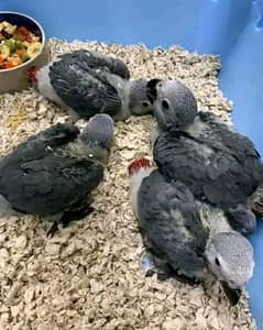 African grey parrot chicks for sale 03196910724