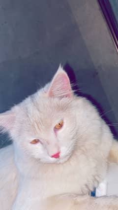 Persian cat male, double coat age 11 months