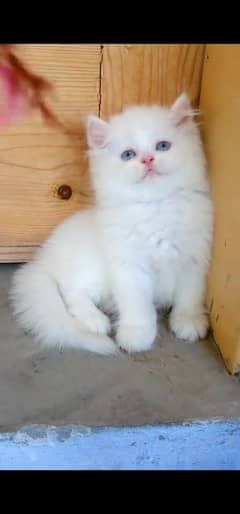 blue eyes white Persian kitten|Triple long coat |WhatsApp. 03250387943
