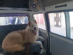 White Swiss German Shepherd