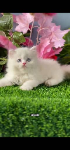 blue eyes white Persian kitten|Triple long coat |WhatsApp. 03250387943