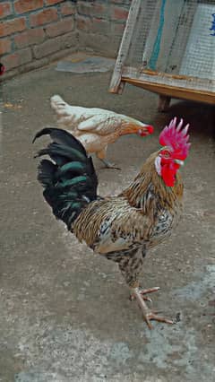 beautiful chicken