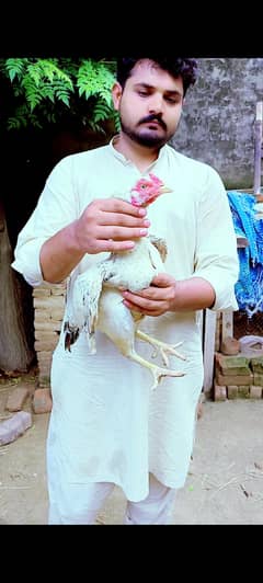 03466244878 rabta number