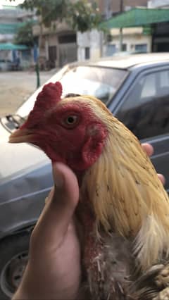 Aseel Murga for sale