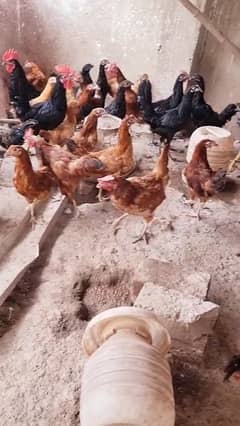 RIR Chicks | lohman brown black | astrolop chick | hens | golden msri