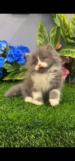 blue eyes white Persian kitten|Triple long coat |WhatsApp. 03250387943