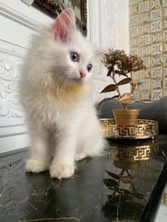 Persian