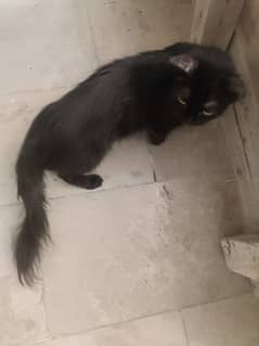 Black Persian cat for sale
