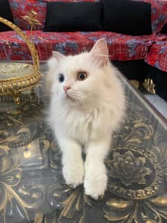 Persian