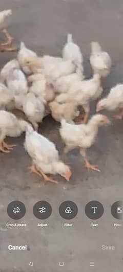 chick for sale