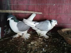 pigeon