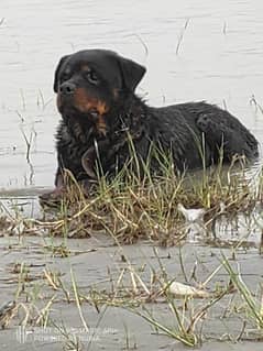 rottweiler