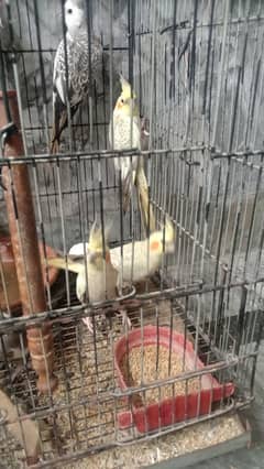 cocktail 5pice