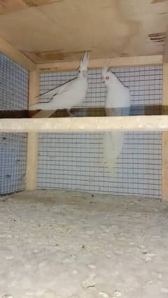 1 Eno white cocktail  granty breeder pair  or 2 pair cherry to grey