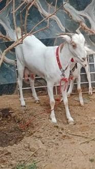 goat pair  with 1 female baby goat