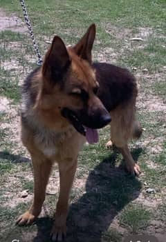 German shepherd