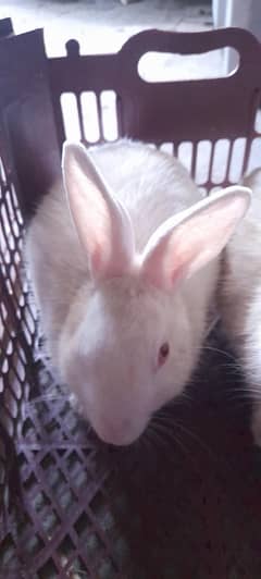 New Zealand White Rabbits Pair For Sell