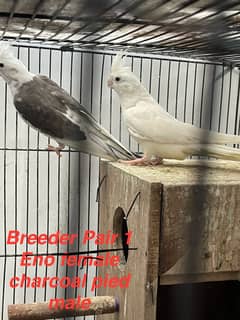 100% breeder pairs