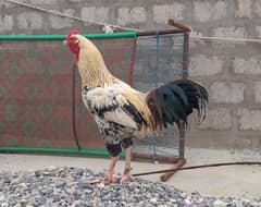 Aseel