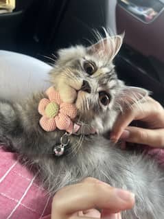 Smoke male kitten double coat