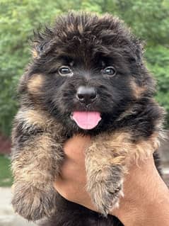 German shepherd puppies