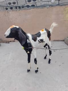 Bakra