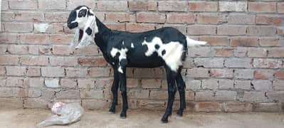 pathi for sale