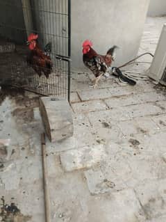 dasi breader male for sell god Heath active