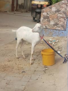 Tedda bakri