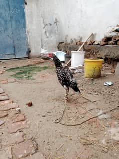 mianwali aseel female healthy and active