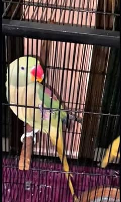 Alexandrine