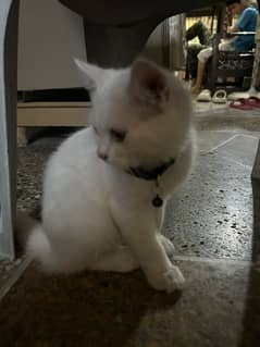Female Persian Cat (3 months) Trained