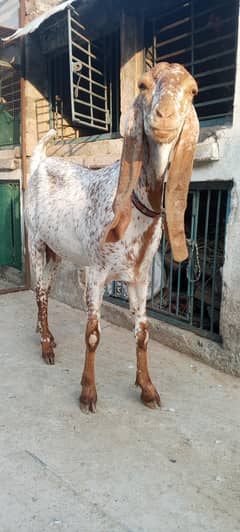 makhi cheeni female