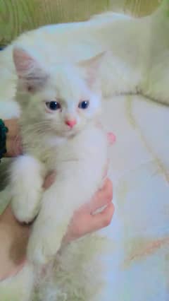 persian kitten| persian cat| cute| tripple Caod |fluffy | Cat For Sale