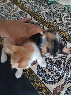Persian cat child