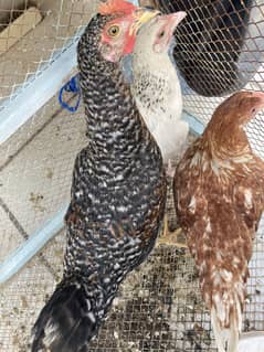 1 male 2 female