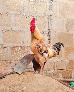 Misri Eggs Wali Murgii