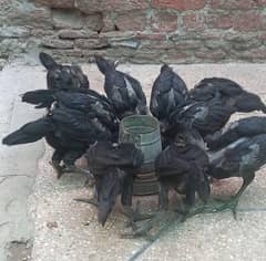 Thai Dragon Chicks