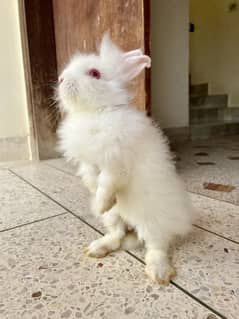 Teddy Bear Dwarf